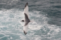 051 Swallow tailed gull 09